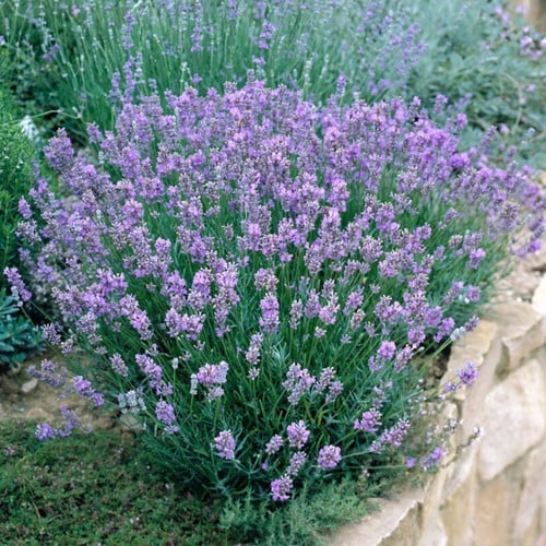 Lavande Dwarf Blue - Lavandula Angustifolia