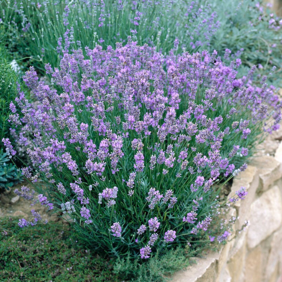 Lavande Dwarf Blue (Pack de Six) acheter ? Livraison rapide et prix  attractifs chez lesbulbesafleurs.com