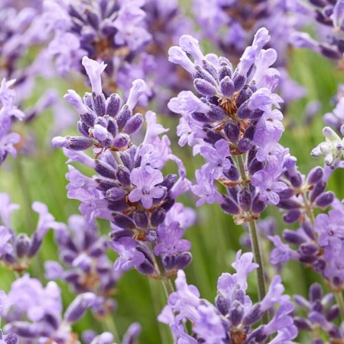 Lavande Hidcote - Lavandula