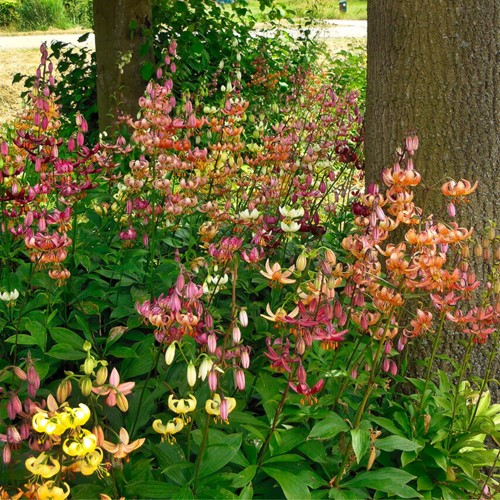 Lis Bonnet Turc en Mélange - Lilium martagon