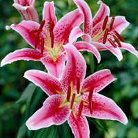 Lys Stargazer - Lilium