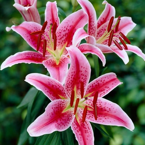 Lys Stargazer - Lilium