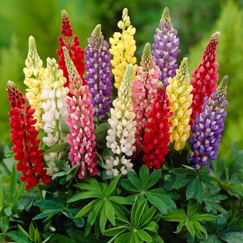 Lupine en mélange