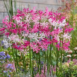 Nerine en Mélange Blanc & Rose