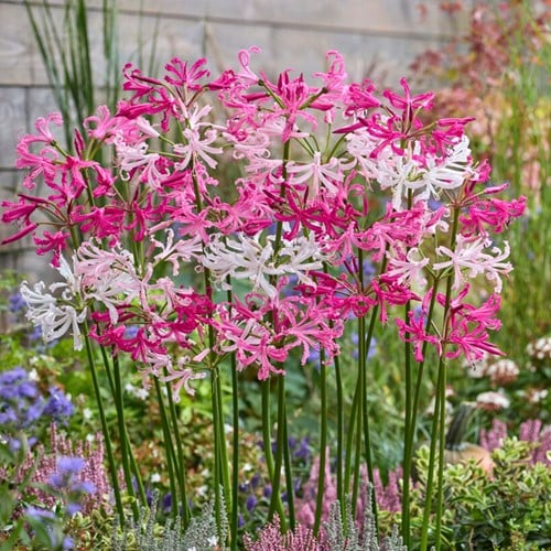 Nerine en Mélange Blanc & Rose