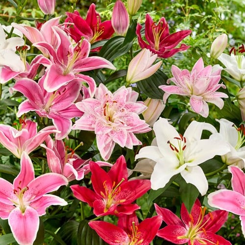 Lys Orientaux en Mélange (En vrac)