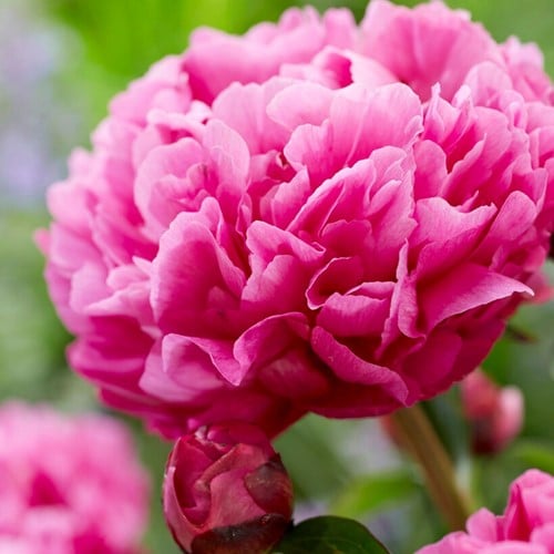 Paeonia Kansas - Pivoine