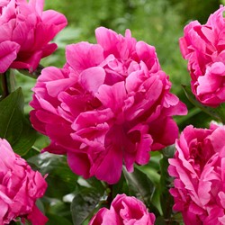 Pivoine Sarah Bernhardt Rose - Paeonia