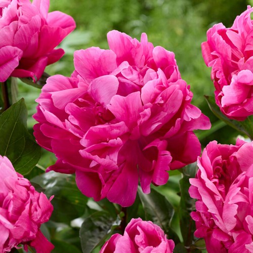 Pivoine Sarah Bernhardt Rose - Paeonia