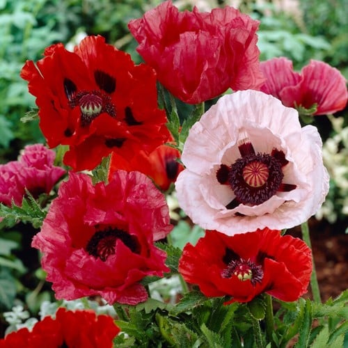 Papaver orientalis Mix - Pavot d’Orient