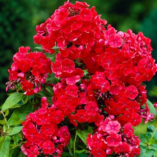 Phlox Paniculata Orange Perfection - Phlox paniculé (Pack de Six)