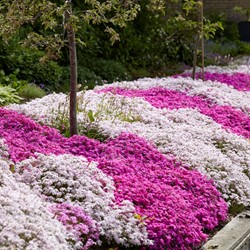 Phlox subulata mix Kruipende Vlambloem (Sixpack)