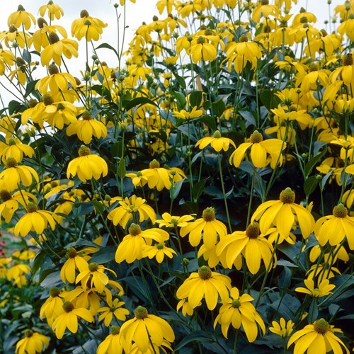 Rudbeckie Herbstsonne - Rudbeckia nitida (Pack de Trois)