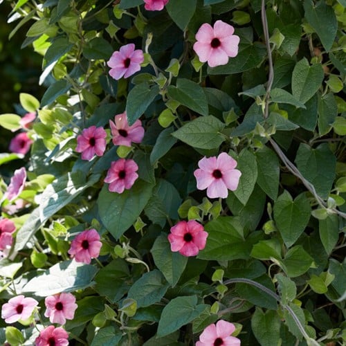 Suzanne aux yeux noirs Rose – Thunbergia alata