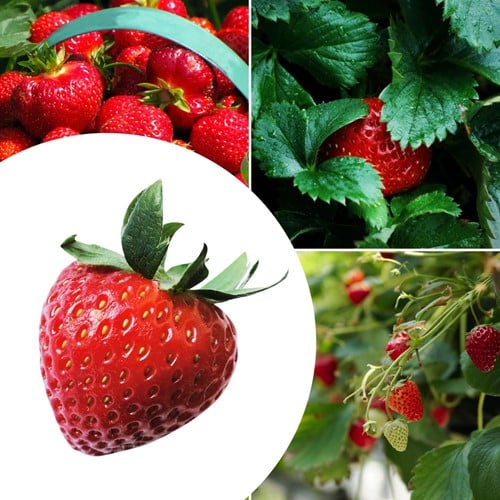 20x plantes de Fraisier Korona - Fragaria