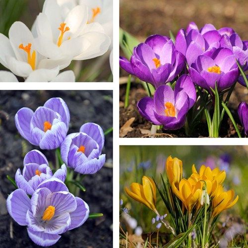 Crocus Botanique en Mélange