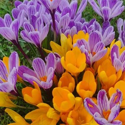 Crocus Fantasy Mix - Crocus à Grandes fleurs