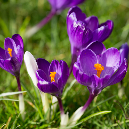 Crocus Flower Record