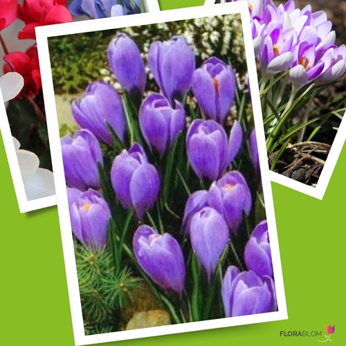 Crocus Grand Maitre