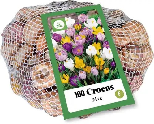Krokus Grootbloemig Mix - Crocus (XL-verpakking)-3