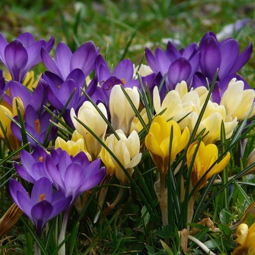 Crocus à Grandes fleurs en Mélange (XL-Emballage)-2