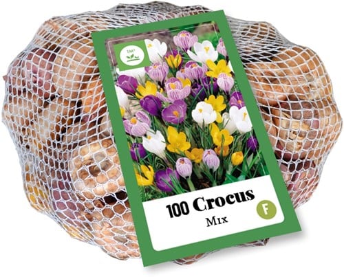 Crocus à Grandes fleurs en Mélange (XL-Emballage)