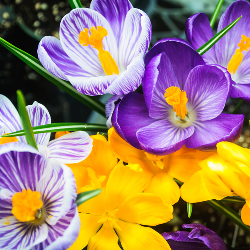 Crocus à Grandes fleurs en Mélange