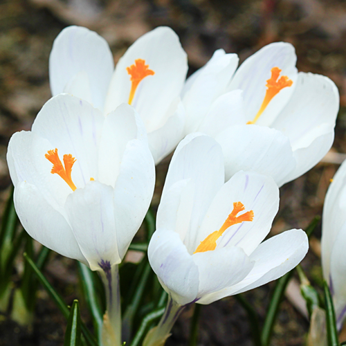 Crocus Jeanne d'Arc - Joan of Arc (En Vrac)