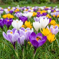 Crocus à Grandes fleurs en Mélange (XL-Emballage)