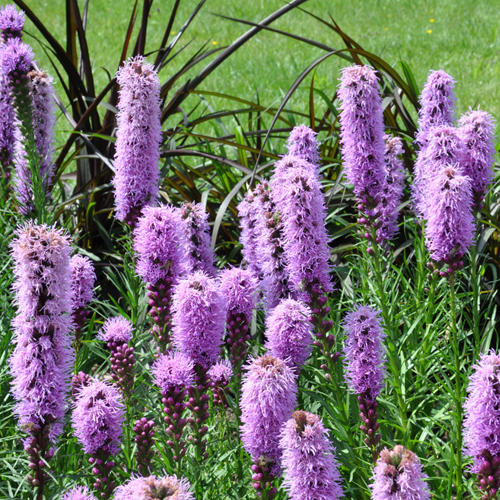 Plume du Kansas - Liatris Spicata