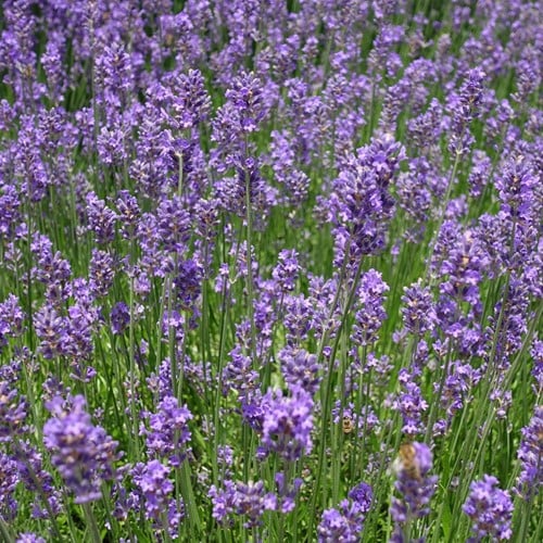 Lavande Munstead - Lavandula Angustifolia (Pack de Six)