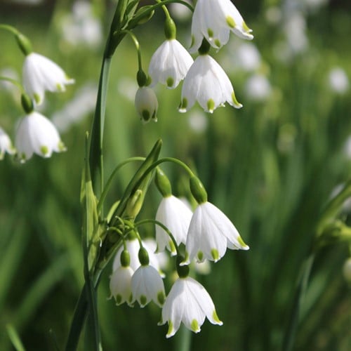 Leucojum Gravetye Giant