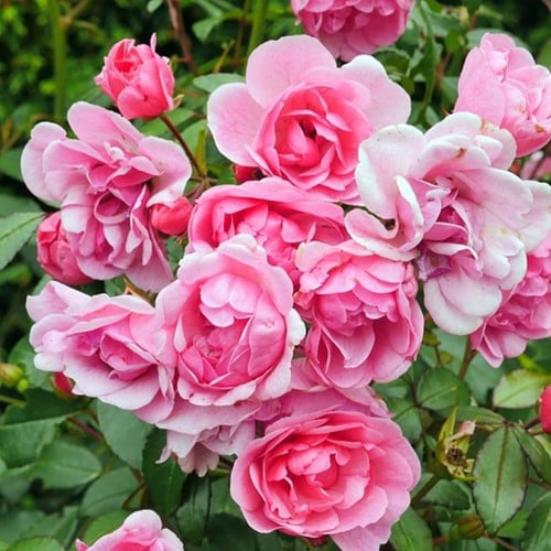 Rosier Li Parfum - Rosa Très Parfumé
