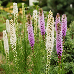 Liatris Bleu & Blanc - Plume du Kansas ou Liatride