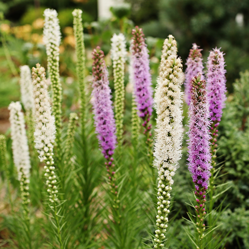 Liatris Bleu & Blanc - Plume du Kansas ou Liatride