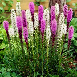 Liatris blue & white mix - Lampenpoetser 100% BIO