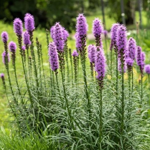 Plume du Kansas Kobold - Liatris spicata