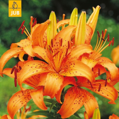 Lilium Asiaticus Orange – Lys Asiatiques