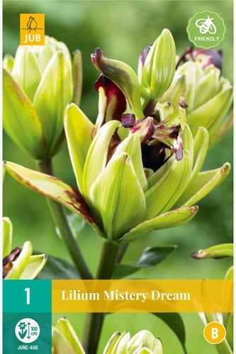 Lis Mistery Dream – Lilium asiaticum