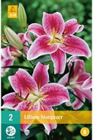Lys Stargazer - Lilium-2