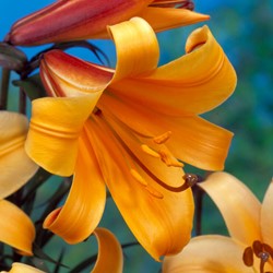 Lis African Queen - Lilium trumpet