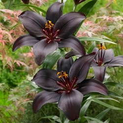 Lis Noir - Lilium