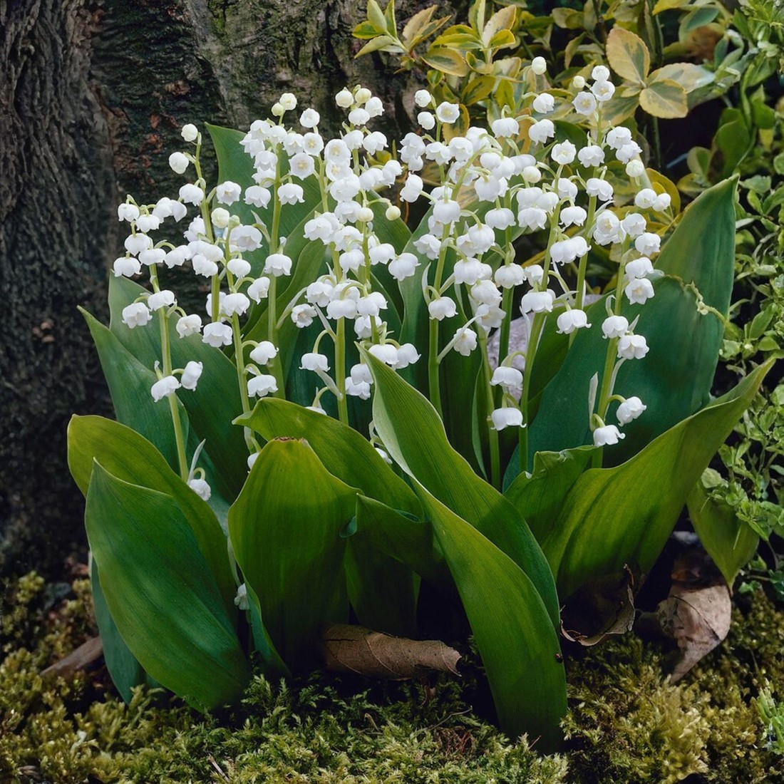 Lelietjes Van Dalen Grootverpakking Convallaria Majalis Les Bulbes Lelietjes Van Dalen Grootverpakking Convallaria Majalis Les Bulbes