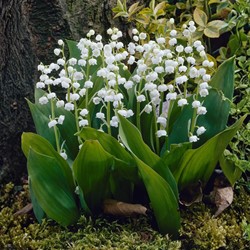 Lelietjes van Dalen (Grootverpakking) - Convallaria majalis