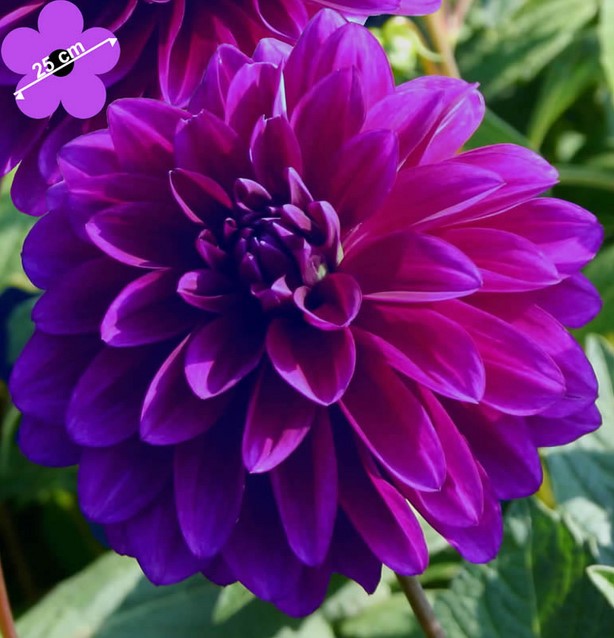 Dahlia D coratif Violet acheter Livraison rapide et prix