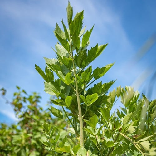 Livèche - Ache des montagnes (Plante en pot)