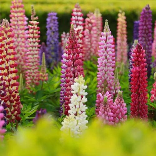 Lupins Gallery en mélange - Lupinus