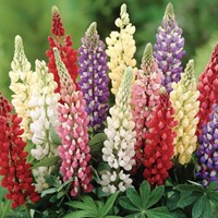 Lupin Minarette - Lupinus