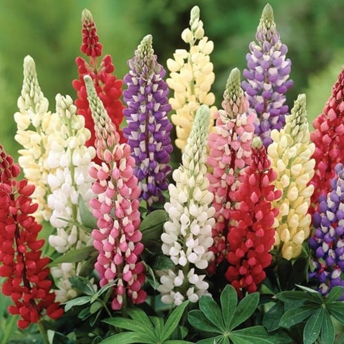 Lupin Minarette - Lupinus