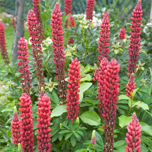 Lupin Rouge - Lupinus